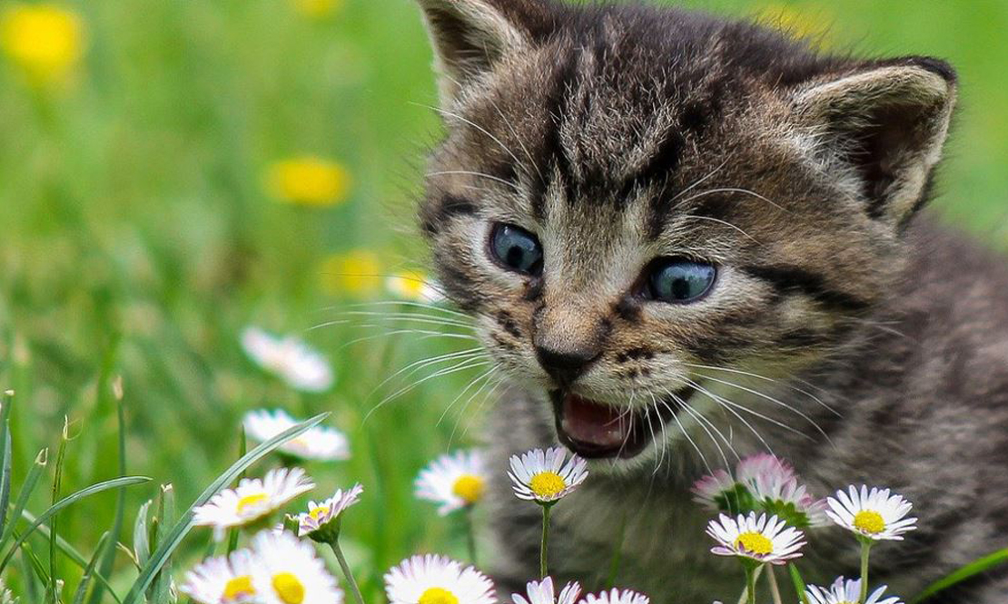 Vielen Katzenbabys wird durch die Spende der VBW geholfen